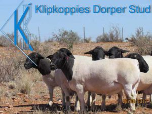 Upington Businesses | Klipkoppies Dorperstoet