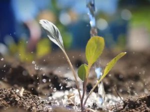 Latest News | Danielskuil