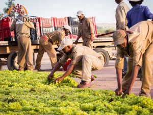 Business | Agriculture | Carpe Diem